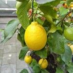 Citrus × limon Plod