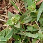 Richardia brasiliensis Hoja
