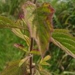 Hyptis brevipes Hoja