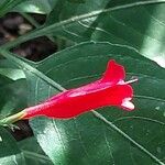 Ruellia brevifolia Blodyn