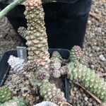 Euphorbia ritchiei List