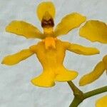 Oncidium baueri Kwiat