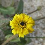 Hedypnois rhagadioloides Kvet