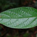 Cryptocarya velutinosa Leaf