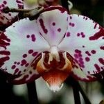 Vanda tricolor Λουλούδι