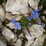 Gentiana brachyphylla Flower