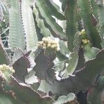 Euphorbia abyssinica Flower