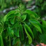 Discoglypremna caloneura Hoja