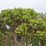 Hubertia ambavilla Habitatea