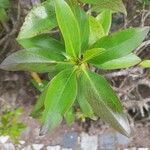 Myoporum laetum Blad