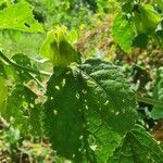 Hibiscus calyphyllus 叶