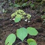 Hydrangea arborescensFrunză