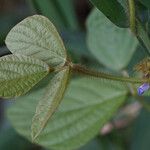 Calopogonium mucunoides Leaf