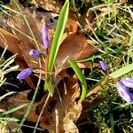 Scilla luciliae Habit