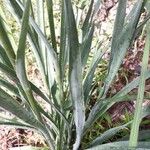 Eryngium yuccifolium Foglia