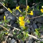 Chrysojasminum fruticansBlüte