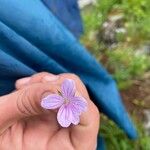 Geranium asphodeloides 花