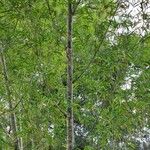 Guadua paniculata 葉