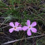 Phlox longifolia Vekstform