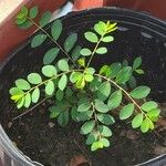 Phyllanthus niruri 葉
