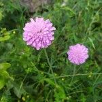 Knautia arvernensisLorea