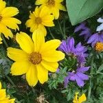 Bidens ferulifolia Virág