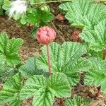 Rubus chamaemorus पत्ता