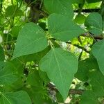 Phaseolus coccineus Leaf