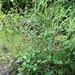 Stachytarpheta urticifolia Habit