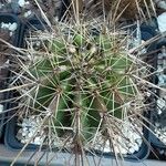 Carnegiea gigantea Leaf