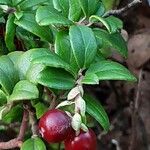 Vaccinium macrocarpon Fruit