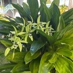 Coelogyne pandurata പുഷ്പം