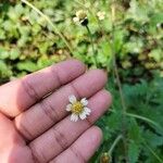 Tridax procumbens Folla