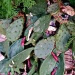 Opuntia humifusa ഇല