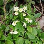 Primula vulgarisBlomst