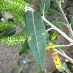 Salix pedicellata Other