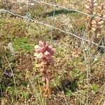 Orobanche caryophyllaceaफूल