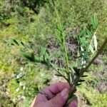 Onobrychis arenaria Blatt