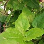 Asarina erubescens Leaf