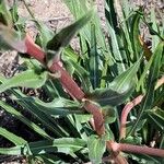 Oenothera stricta Hoja