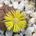 Lithops aucampiae Flower