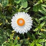 Xerochrysum bracteatum Квітка