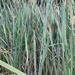 Typha orientalis Habit