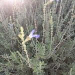 Salvia muirii Flower