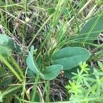 Anthyllis vulneraria Blatt