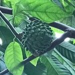 Annona purpurea Ffrwyth