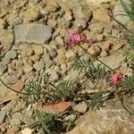 Onobrychis arenaria Virág