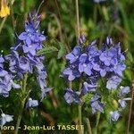 Veronica satureiifolia आदत