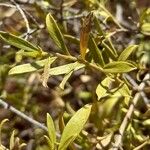 Gochnatia glutinosa Leaf