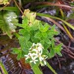 Hubertia ambavilla Hostoa